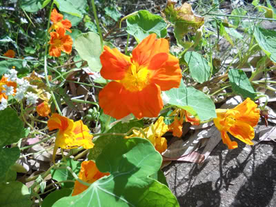 florsilvestrenaranja.jpg