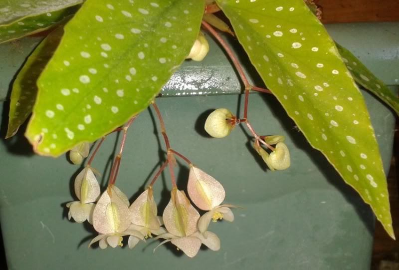 flortamayablanca.jpg