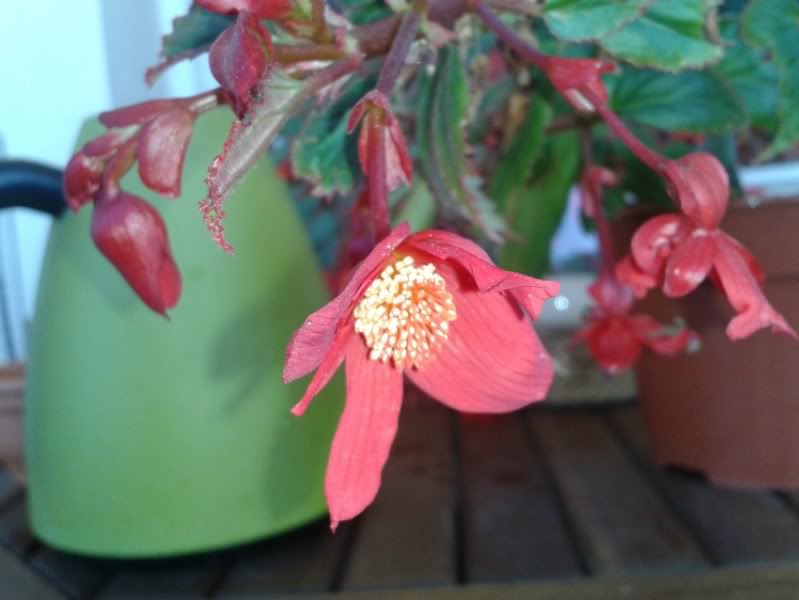 flortuberosa.jpg