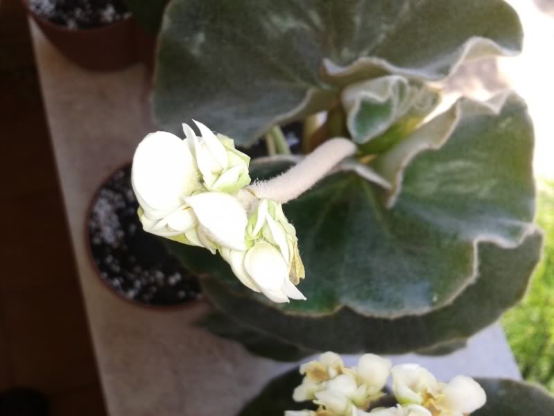 florvenosa.jpg