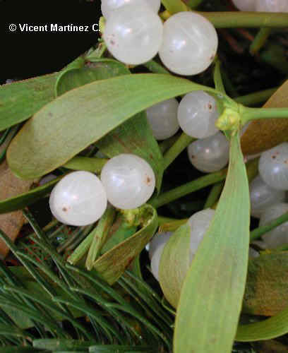 florvesc.jpg