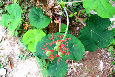floryfruto.jpg