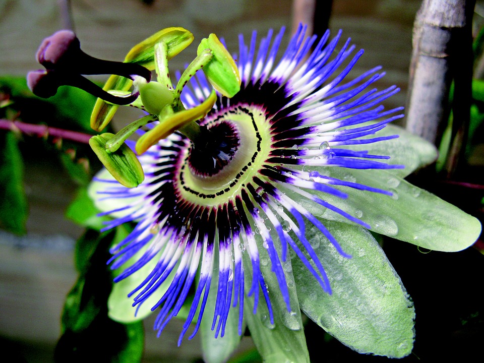 flower-1709114_960_720.jpg