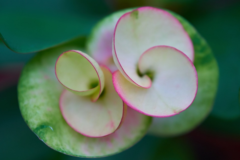 flower-2289560_960_720.jpg