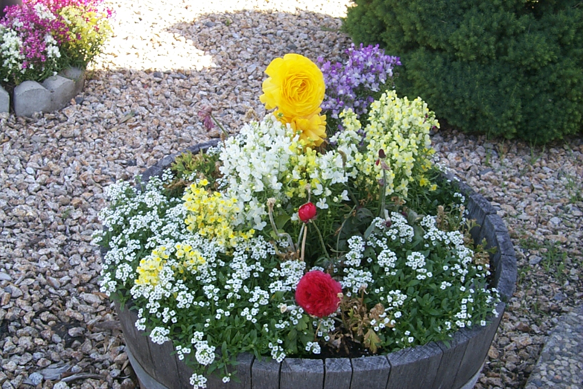 flower-barrel-3-2005.jpg