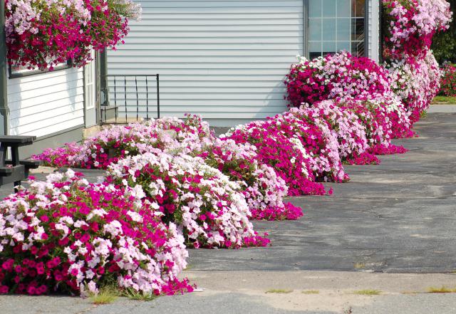 flower-border-with-petunias.jpg