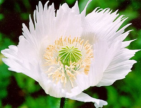 flower.jpg