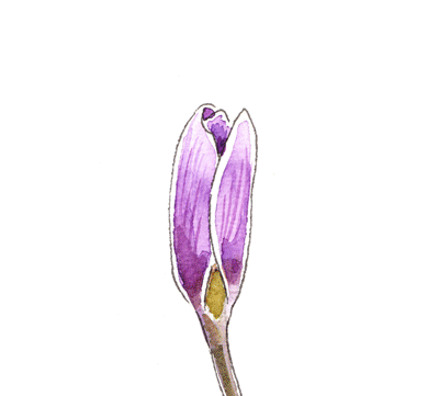 flower-opening.gif
