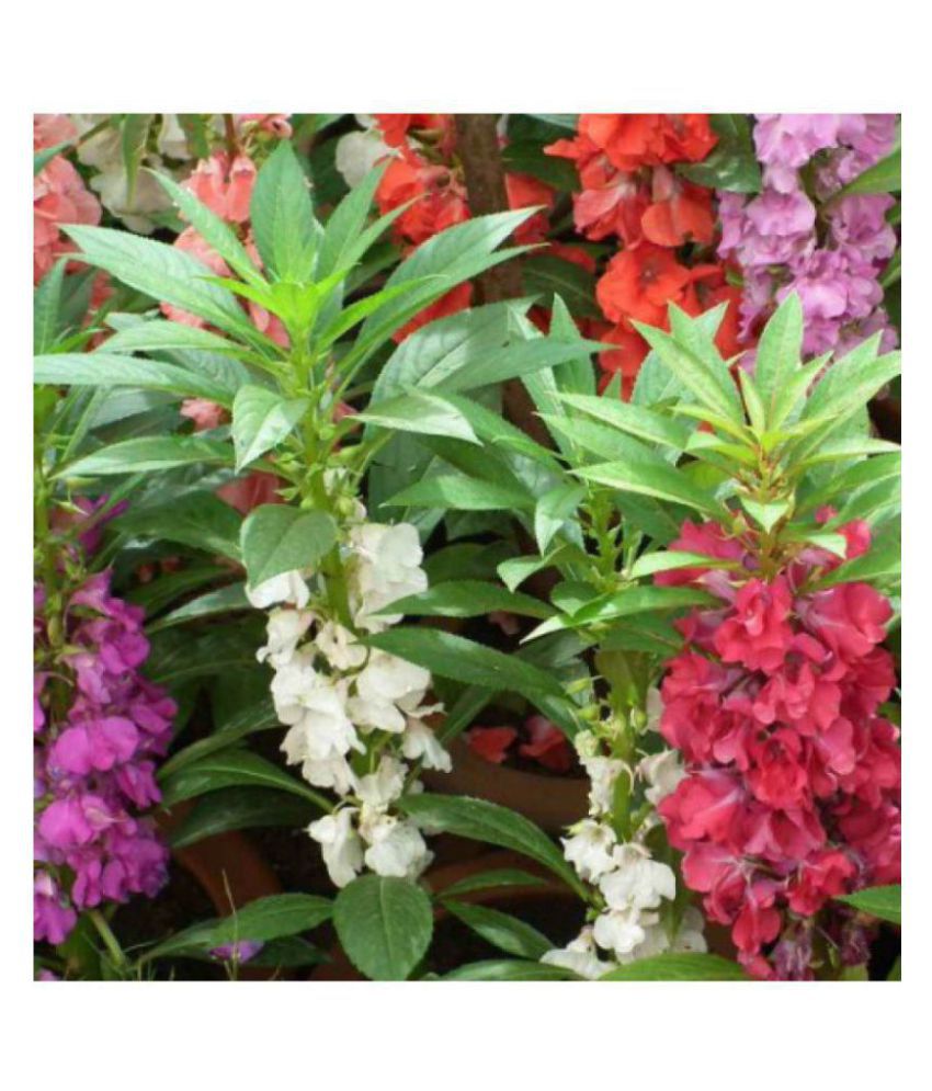 Flower-Seeds-Balsam-Camellia-Mixed-SDL149411655-1-d5f2a.jpg