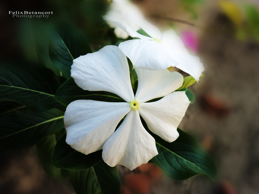 flower_14_by_felixbetancort-d3gl00i.png