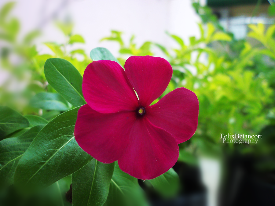flower_16_by_felixbetancort-d3lhvu7.png