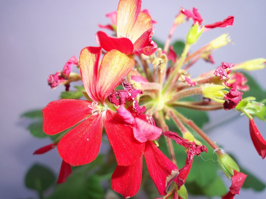 flower_by_felixbetancort-d3551jo.jpg