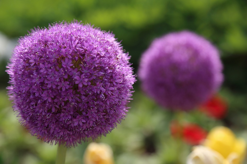 flowers-1555010_960_720.jpg