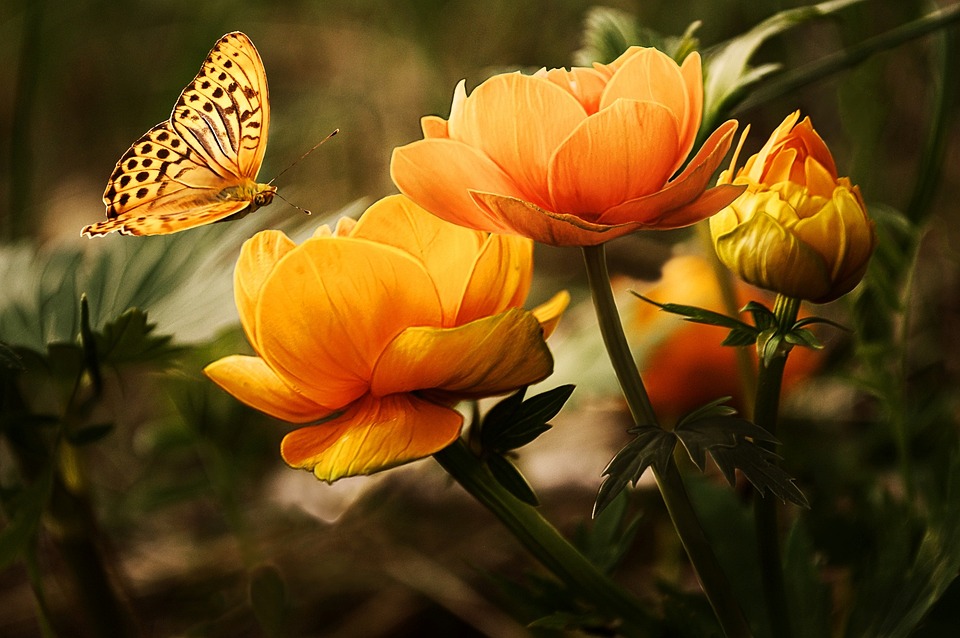 flowers-19830_960_720.jpg