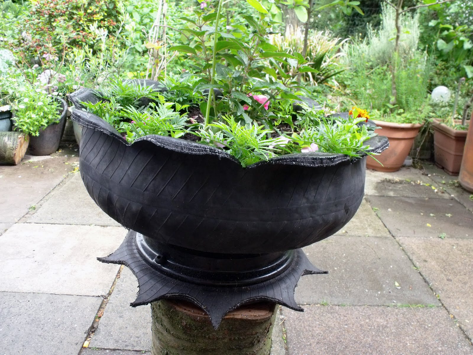 flowers%2Bin%2Bpot.JPG