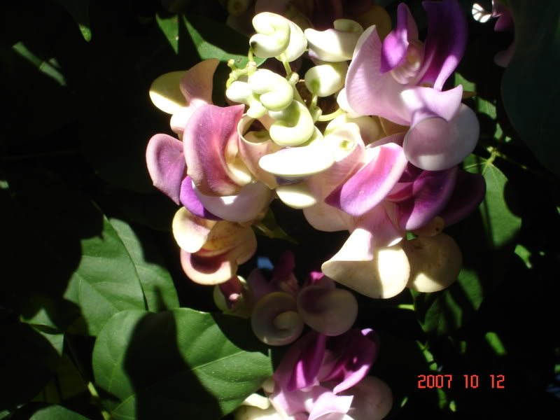 Flowers014.jpg