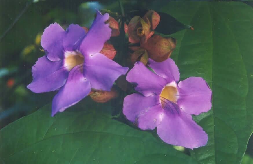 Flowers20030003.jpg