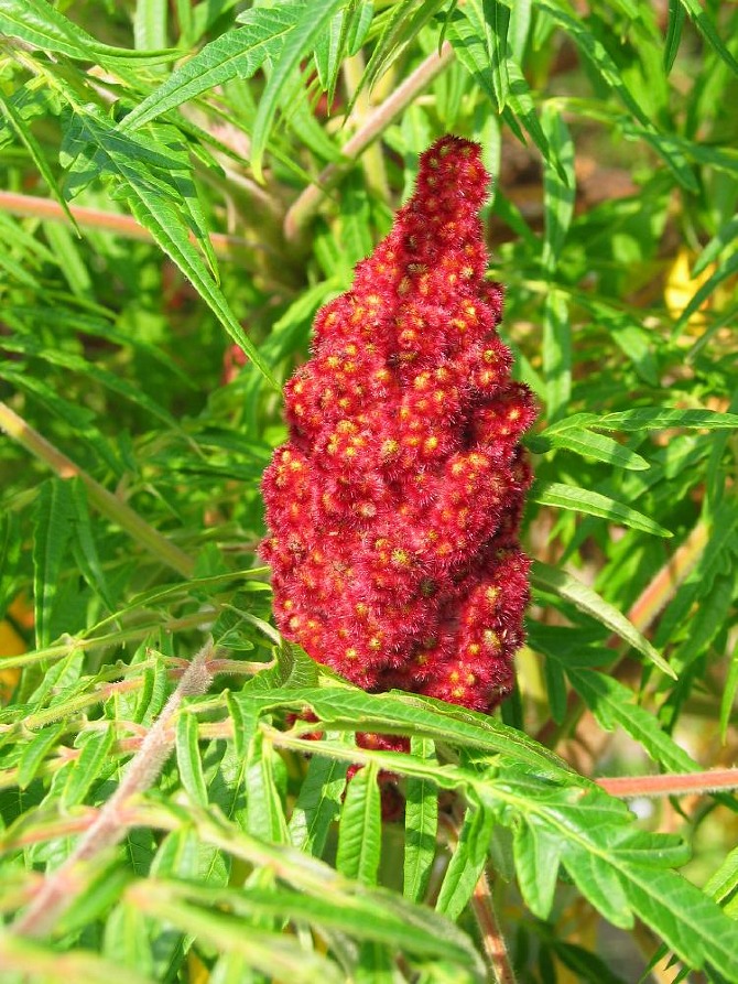 Ficha de zumaque o rustifina (Rhus typhina)