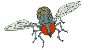 fly.gif
