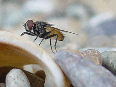 Fly_01.gif