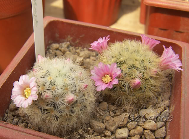 fMcarmenae_dos_rosas.jpg