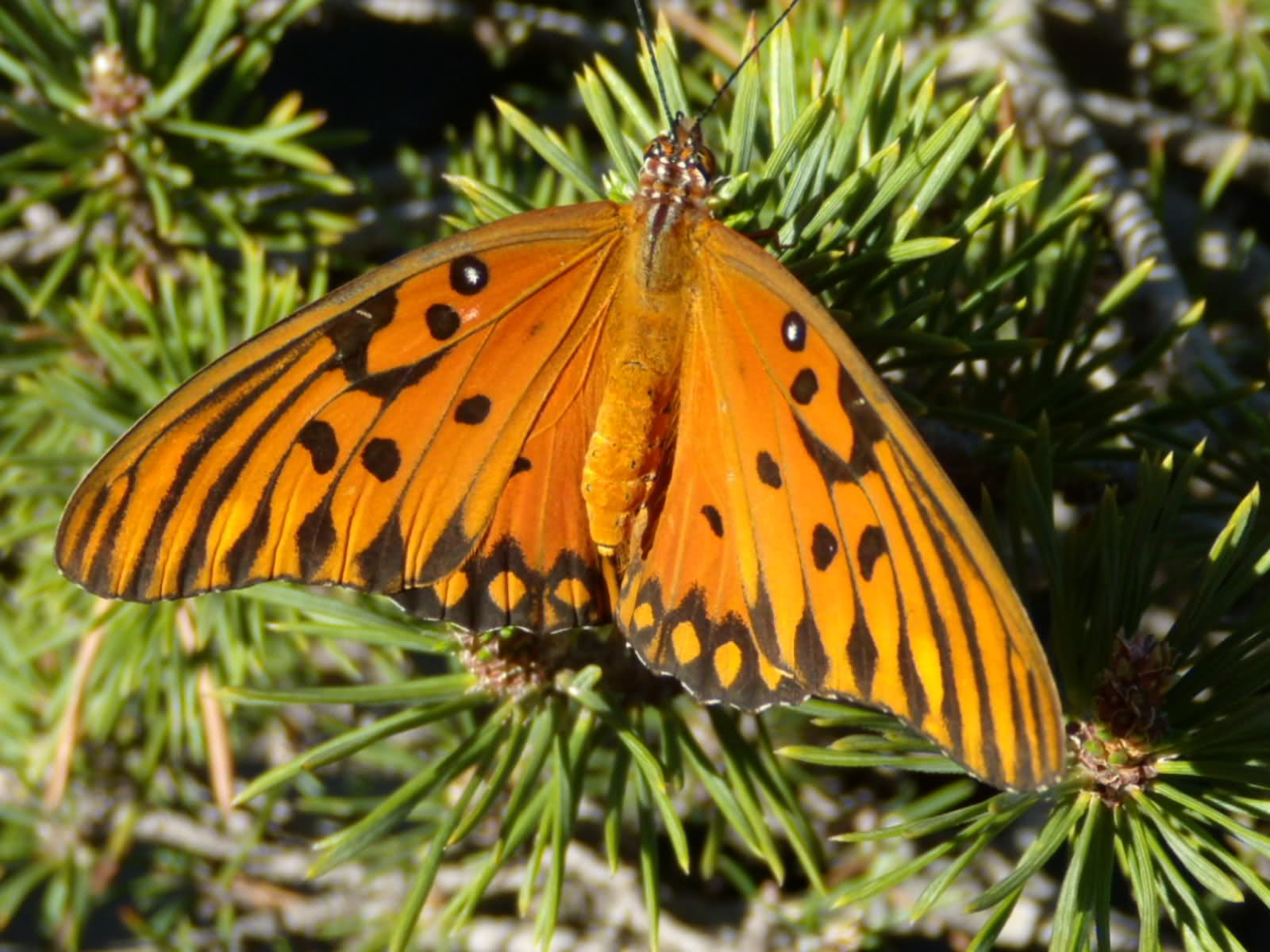 fohd89.jpg