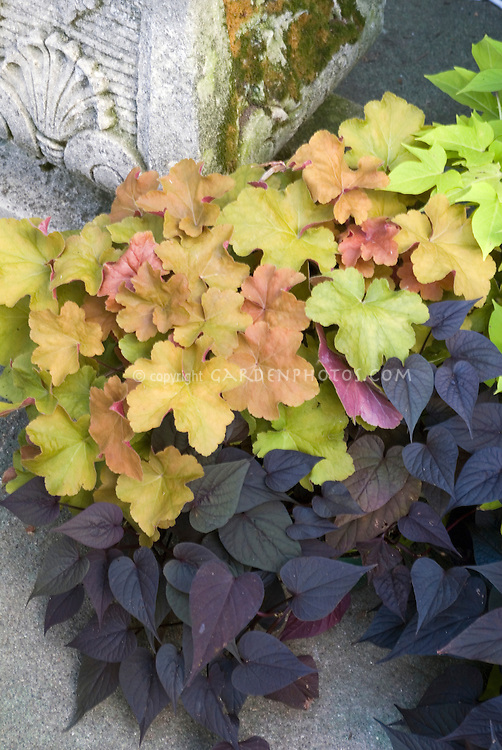 Foliage-Plants-Heuchera-Ipomoea-25685.jpg