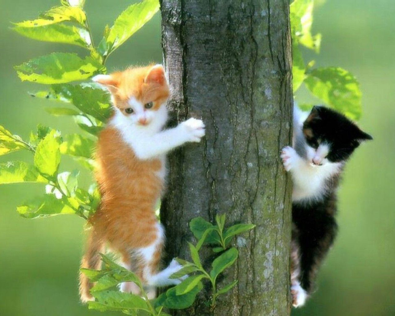 fondos-animales-gatos.jpg