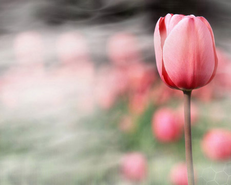 fondos-escritorio-flores-tulipan-p.jpg