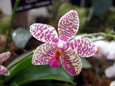 fondos-escritorio-orquideas-.jpg