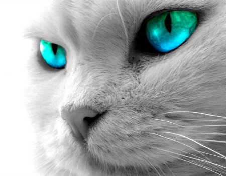 fondos-gatos-p.jpg