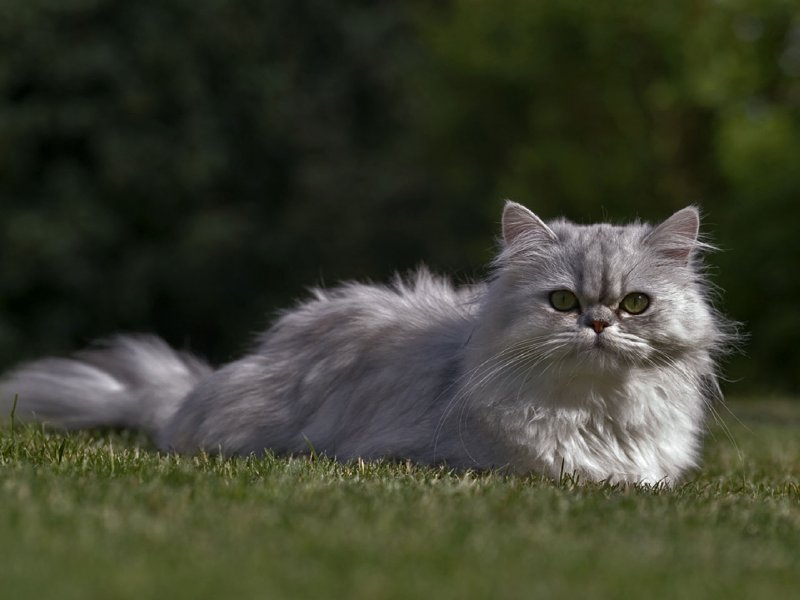 fondos-pantalla-gatos-800.jpg