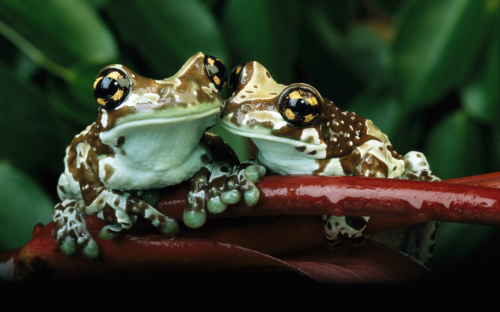 fondos-y-wallpapers-creativos-para-pc-laptop-ipad-y-tablets-coleccion-especial-de-imagenes+(6).jpg