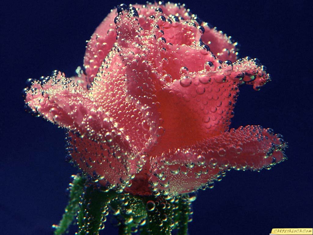 fondos_de_flores_fXfxV.jpg