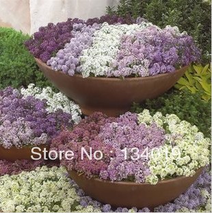 -font-b-Alyssum-b-font-font-b-seeds-b-font-color-mixture-100pcs.jpg