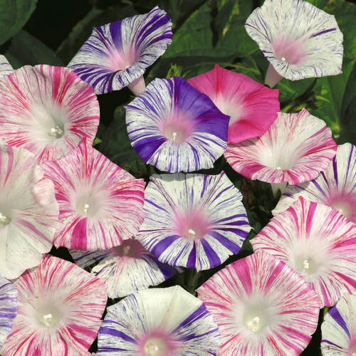 -font-b-Morning-b-font-Glory-Seeds-Carnevale-di-Venezia-Ipomoea-purpurea-Color-font-b.jpg