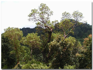 forest.jpg