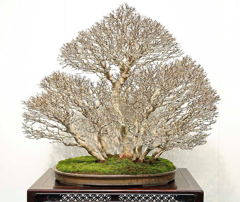forest1.jpg