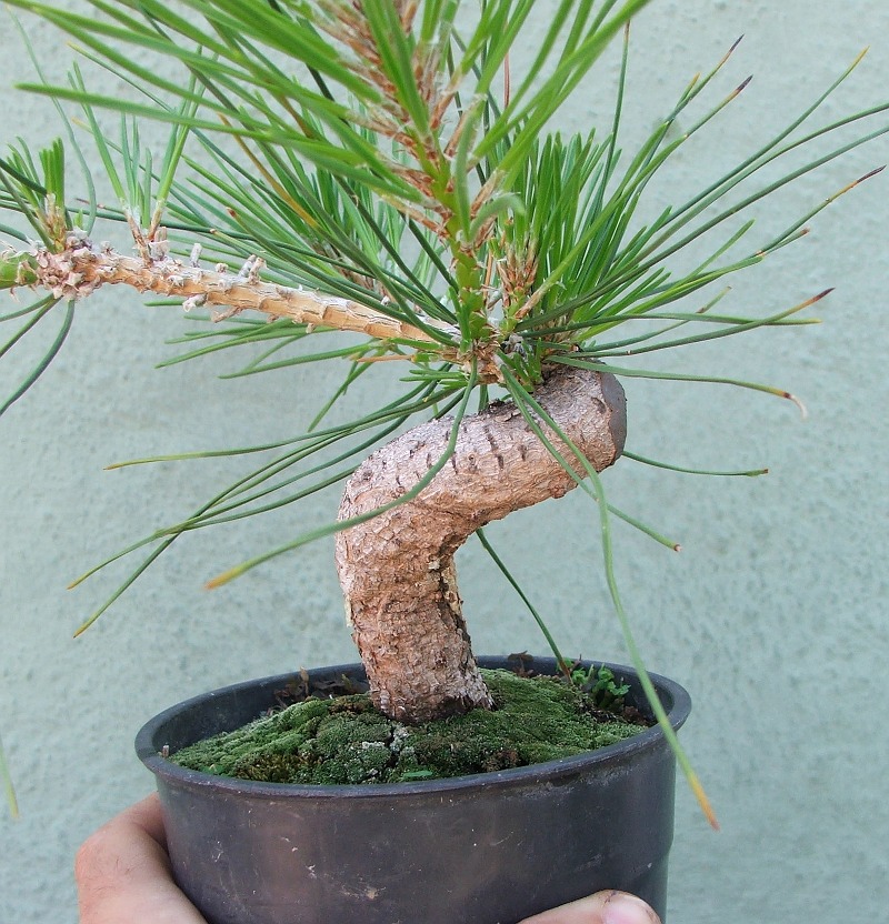 formacion_bonsai.JPG