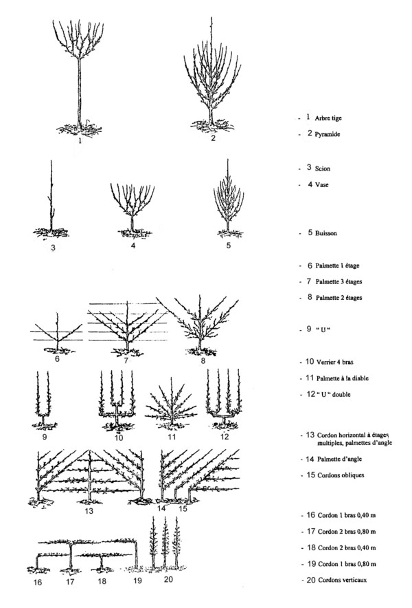 formasarbolesfrutales.jpg