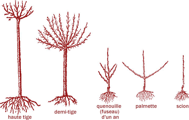 forme1s.jpg