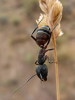 formiga2.jpg