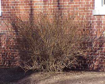 forsythia-intermedia-invier.jpg