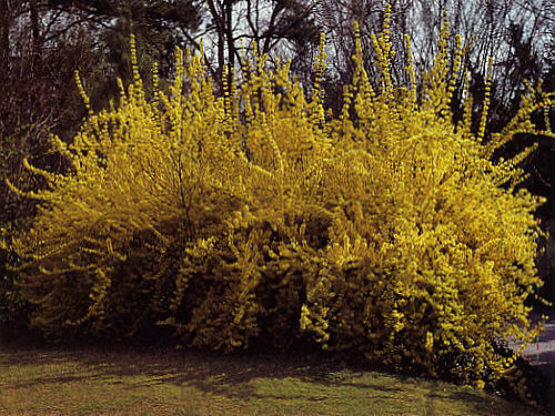 Forsythia-X-intermedia.jpg