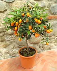 fortunella-margarita.jpg