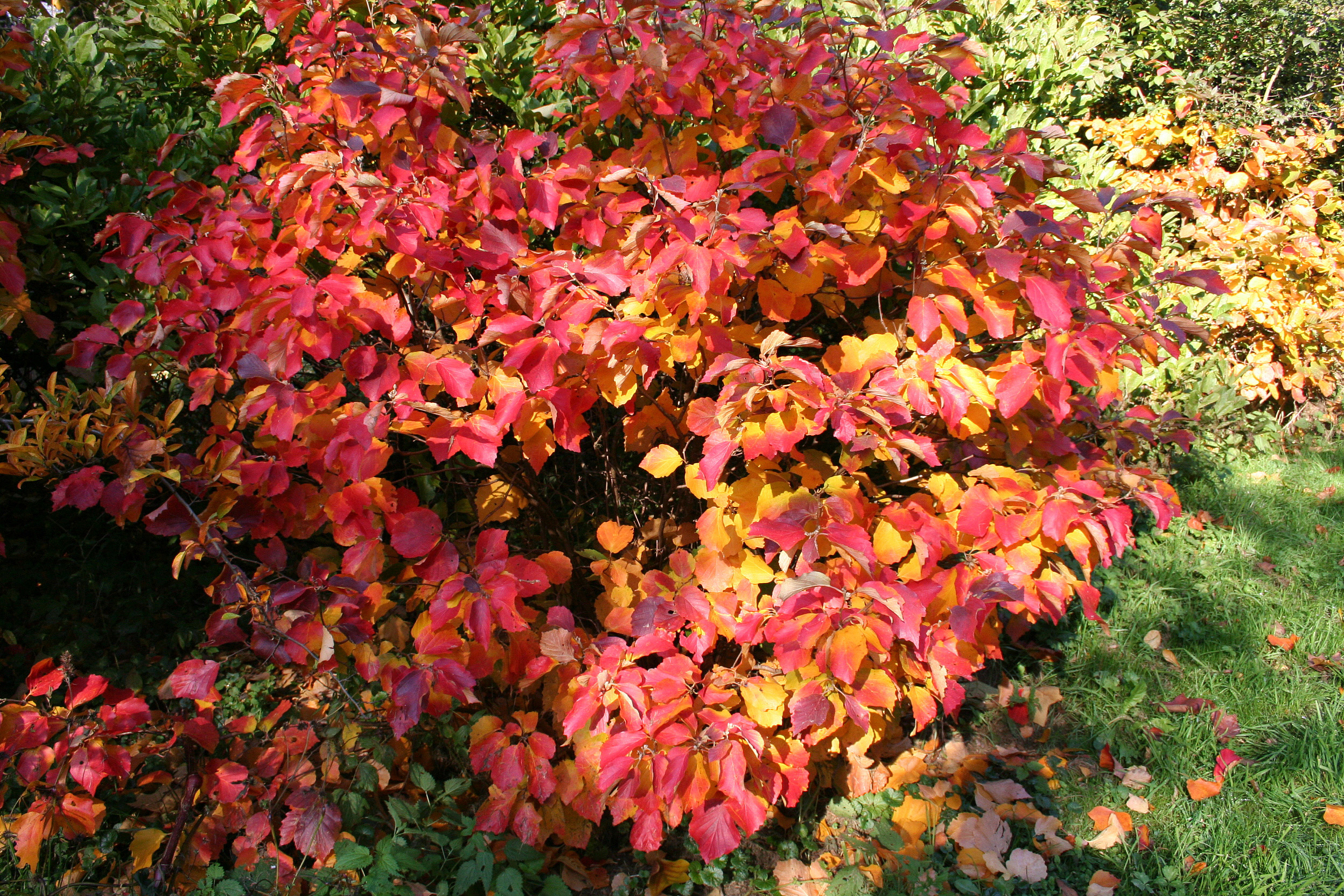 Fothergilla_major_JPG.jpg