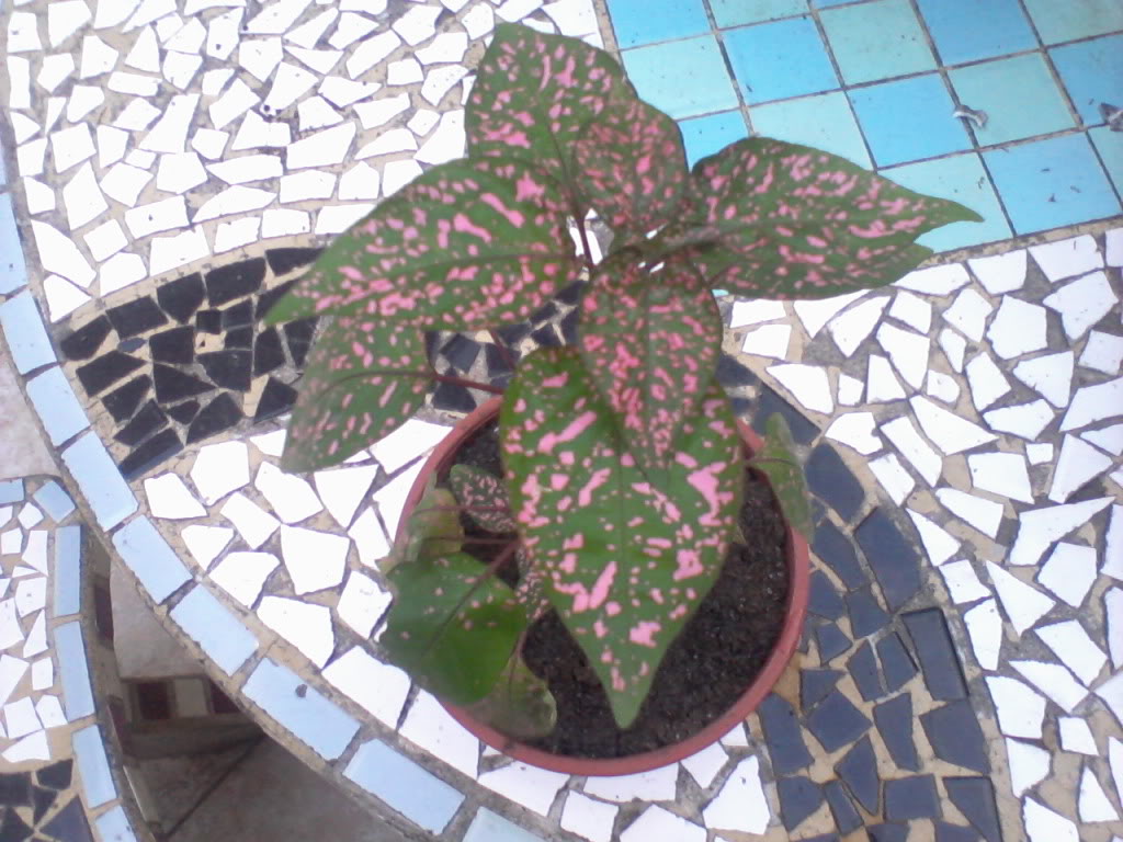 Foto-0001-3.jpg