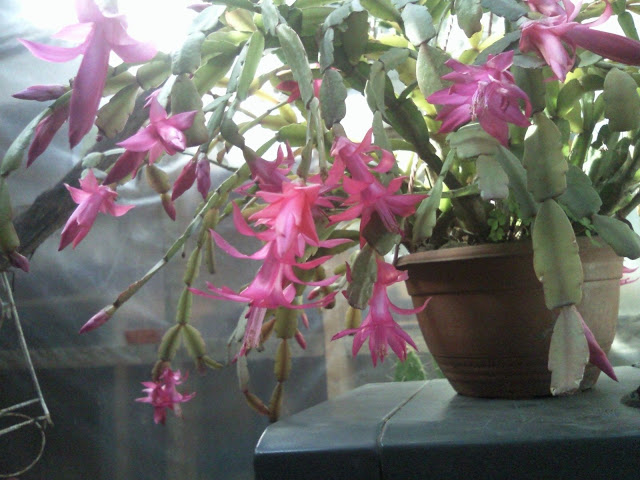 Foto-0001.jpg