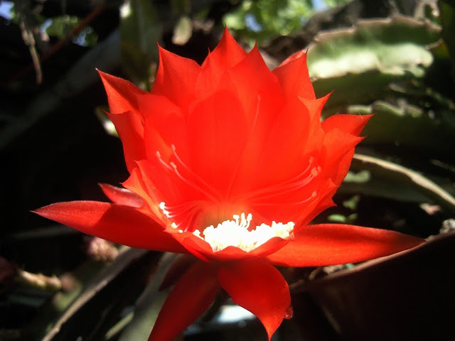 Foto-0001.jpg