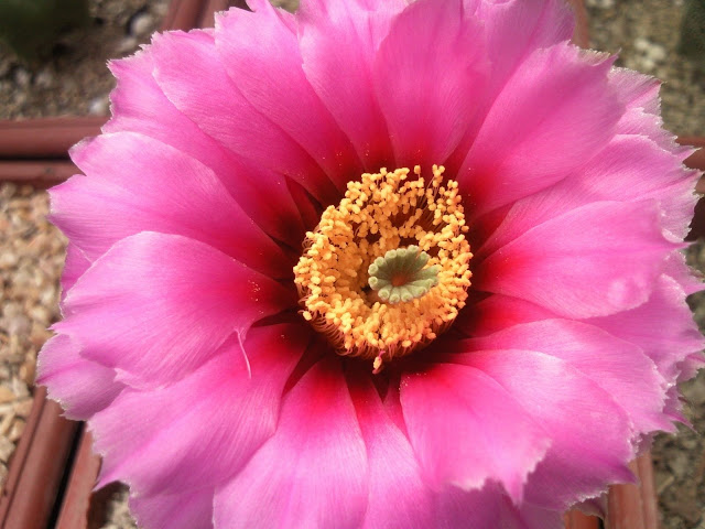 Foto-0001.jpg